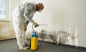 Why You Should Choose Our Mold Remediation Services in Bethany, IL